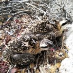 Anillan a dos águilas pescadoras en el Parque Natural de la Península de Llevant