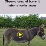Increíble vídeo que inicia el burro