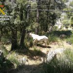 La Guardia Civil localiza un caballo que se hallaba atrapado en el torrent des Horts