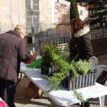 El Ajuntament de Capdepera regala plantas por el Día Mundial Forestal