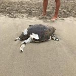 Aparece el cadáver de una tortuga marina en Canyamel
