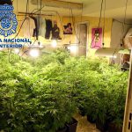 La Policía lidera la lucha internacional contra la marihuana con 814 detenidos
