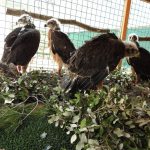 La población de águila Bonelli se multiplica en Mallorca