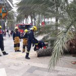 Cae una palmera en el Passeig Sagrera de Palma a causa del viento