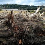 Terraferrida denuncia el "destrozo" hecho por el Govern al limpiar el torrente de Na Llebrona de Manacor