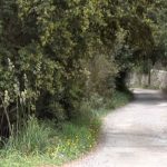 Lloseta celebra la inclusión del Camí Vell Mancor-Alaró en la Ruta de Pedra en Sec