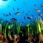 El sector náutico exige "dejar de financiar" ecologistas para hacer "estudios marinos veraces"