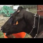'Talent Fàtima' gana el concurso bovino de Menorca