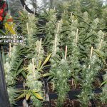 Encuentran 135 plantas de marihuana en Pollença