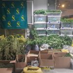 Incautan más de 3.600 plantas de marihuana en Eivissa