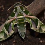 Identifican una nueva especie de mariposa nocturna en Balears
