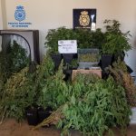 Encuentran 117 plantas de marihuana en Menorca
