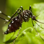 Empieza la campaña de detección y control del mosquito tigre en Marratxí