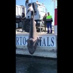 Hallan un tiburón muerto en Puerto Portals