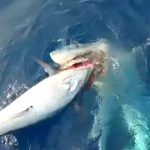 Un tiburón roba la captura a unos pescadores en aguas de Andratx
