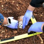Encuentran 38.000 euros enterrados en una finca de Muro perteneciente a una banda de narcos