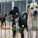 El Govern quiere prohibir el sacrificio de mascotas abandonadas en Balears