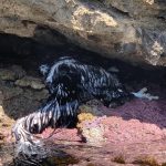 Encuentran dos ejemplares de buitre negro muertos en la costa norte de Mallorca