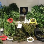 Dos detenidos por cultivar y vender marihuana en Ciutadella