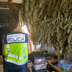 Desarticulan una asociación de cannabis en Maó