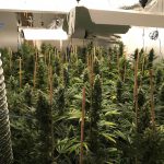 Detenido por cultivar cerca de 200 plantas de marihuana en Marratxí