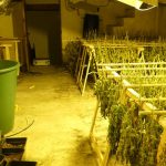 Tres detenidos por tener más de 750 plantas de marihuana