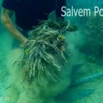Salvem Portocolom alerta en un vídeo de los daños a la posidonia por el fondeo de barcos
