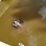 Encuentran a dos milanos y un gavilán muertos en una balsa de agua