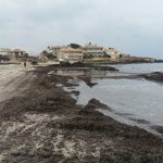 Los lectores de CANAL4 DIARIO creen que debe retirarse la posidonia de las playas