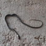 Las serpientes invaden Manacor