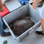 Una tortuga marina desova por primera vez en una playa de Balears