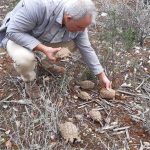 Liberan 170 ejemplares de tortuga mediterránea en la finca pública de Capocorb