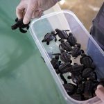 Las 37 tortugas nacidas en Eivissa son trasladadas a centros de Mallorca y Valencia