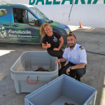 Baleària ha trasladado a 15 tortugas heridas desde Eivissa al Palma Aquarium