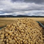 Mercadona prevé comprar 92.000 toneladas de patata de origen nacional para la campaña de este año