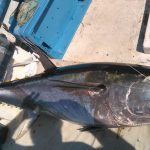 La flota pesquera balear ya contabiliza más de siete toneladas de atún rojo de primera calidad