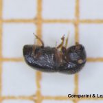Detectan por primera vez una especie de escarabajo invasor
