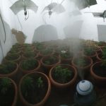 Desmantelan una plantación de 105 plantas de marihuana