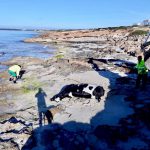 Aparece el cadáver de una vaca en la costa de Migjorn de Formentera