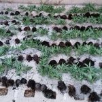 Desmantelada una plantación con 272 plantas de marihuana en Sineu