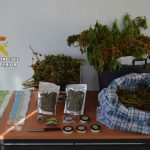 Desactivado un grupo "muy activo" de venta de marihuana a turistas en Magaluf y Santa Ponsa