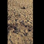 Plásticos, mascarillas y hasta gallos muertos en la arena de la playa de Can Pere Antoni
