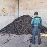 Investigan a un hombre por el robo de 10.000 kilos de algarrobas en Montuïri