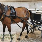 'Progreso en Verde' condena que el Ajuntament de Palma no proteja a los caballos de las galeras