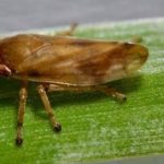 Los insectos que propagan la Xylella Fastidiosa se desplazan más de lo que creían los científicos