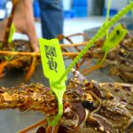 La pesca de langosta en Eivissa cae un 40 por ciento esta temporada