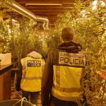 Desmantelan tres plantaciones de marihuana y detienen a cuatro personas por tráfico de drogas en Palma
