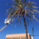 El Ajuntament de Llucmajor revisa el estado de las palmeras de s'Arenal