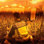 La Policía Nacional desmantela uno de los principales centros de distribución de marihuana en Palma