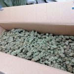 Desmantelado un almacén de marihuana en Palma